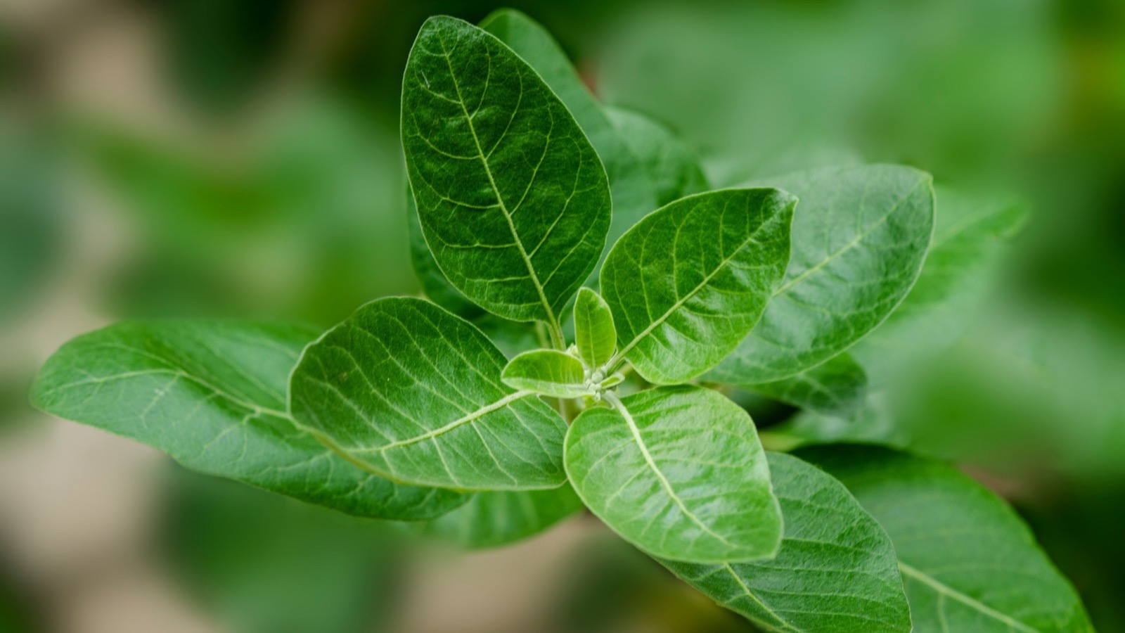 Does Ashwagandha Actually Improve HRV? What the Science Says