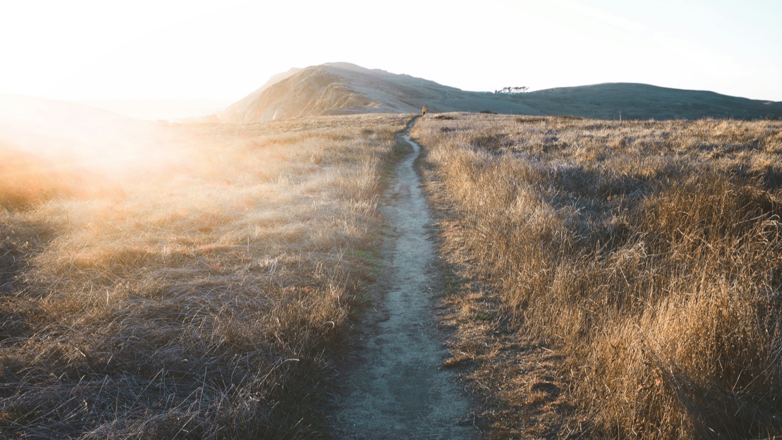 Longevity Biomarkers Your Wearable Can Track (And What They Mean)